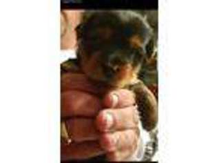 Yorkshire Terrier Puppy for sale in Sayre, PA, USA