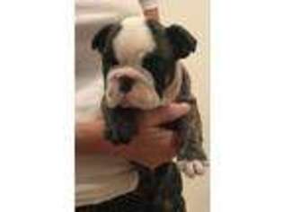 Bulldog Puppy for sale in Jefferson, OH, USA