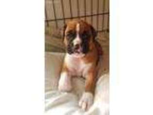 Boxer Puppy for sale in Mchenry, IL, USA