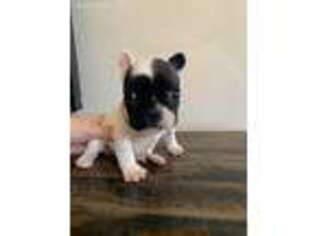 French Bulldog Puppy for sale in Yucaipa, CA, USA