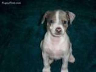 Rat Terrier Puppy for sale in Stratton, CO, USA