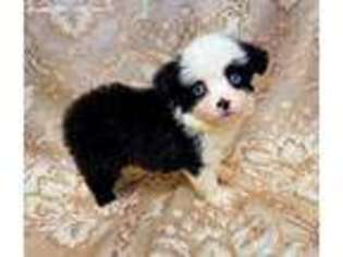 Miniature Australian Shepherd Puppy for sale in Avery, TX, USA