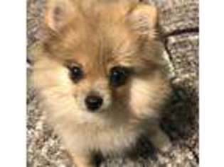 Pomeranian Puppy for sale in Coon Rapids, IA, USA