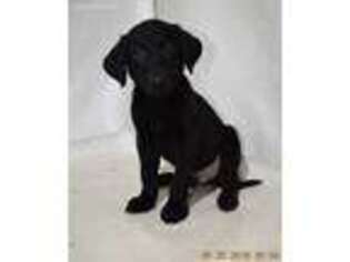 Labrador Retriever Puppy for sale in Spartanburg, SC, USA