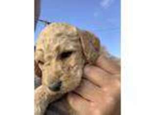 Labradoodle Puppy for sale in Newberry Springs, CA, USA