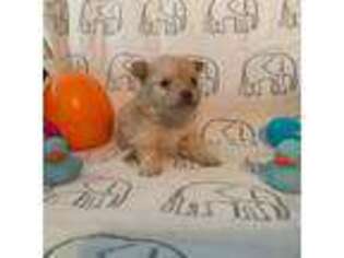 Mutt Puppy for sale in Summerton, SC, USA