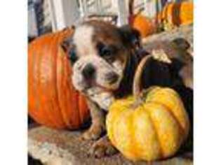 Bulldog Puppy for sale in Essex, MD, USA
