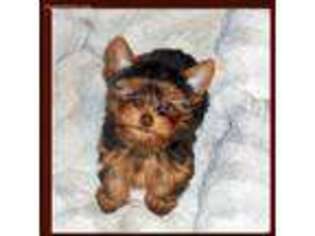 Yorkshire Terrier Puppy for sale in Gainesville, TX, USA