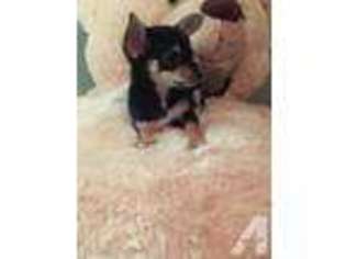 Chihuahua Puppy for sale in DENTON, TX, USA
