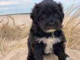 Portuguese Water Dog Puppy for sale in Pentwater, MI, USA