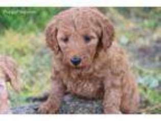 Labradoodle Puppy for sale in Grand Rapids, MI, USA