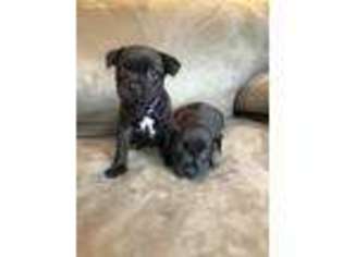Staffordshire Bull Terrier Puppy for sale in Sylvania, OH, USA