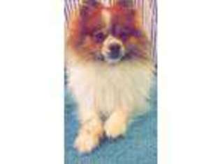 Pomeranian Puppy for sale in Mount Airy, MD, USA