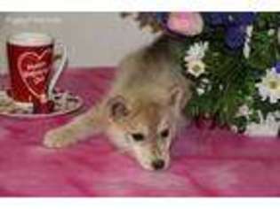Siberian Husky Puppy for sale in Salem, MO, USA