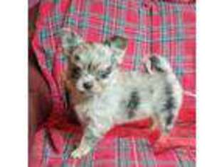 Chihuahua Puppy for sale in Monetta, SC, USA