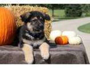 German Shepherd Dog Puppy for sale in Navarre, OH, USA