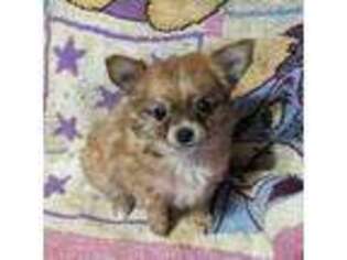 Chihuahua Puppy for sale in Roland, OK, USA