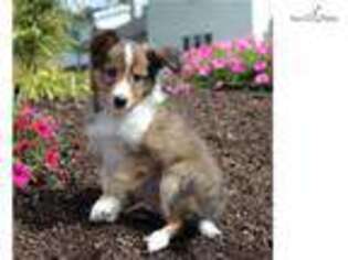 Shetland Sheepdog Puppy for sale in Harrisburg, PA, USA