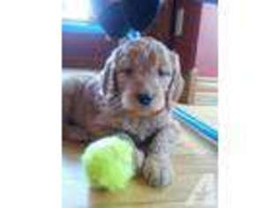 Goldendoodle Puppy for sale in WEST BEND, WI, USA