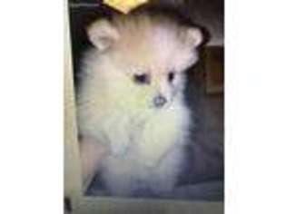 Pomeranian Puppy for sale in Ceres, CA, USA