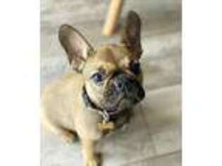 French Bulldog Puppy for sale in Severn, MD, USA
