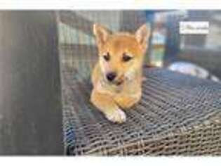 Shiba Inu Puppy for sale in Springfield, MO, USA