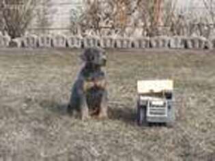 Doberman Pinscher Puppy for sale in Alturas, CA, USA