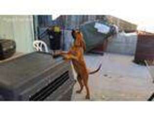 Bloodhound Puppy for sale in Winnemucca, NV, USA
