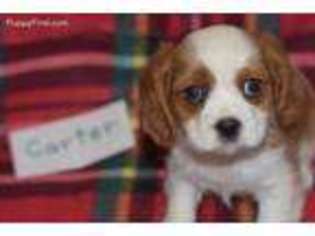 Cavalier King Charles Spaniel Puppy for sale in Richland, MO, USA