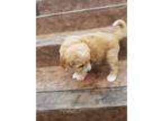 Goldendoodle Puppy for sale in Grabill, IN, USA