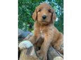 Goldendoodle Puppy for sale in Mount Crawford, VA, USA