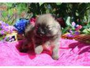 Pomeranian Puppy for sale in Spokane, WA, USA