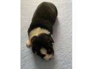 Miniature Australian Shepherd Puppy for sale in Indianapolis, IN, USA