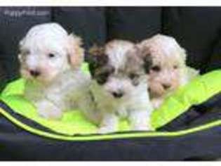 Maltese Puppy for sale in Owensboro, KY, USA