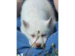 Siberian Husky Puppy for sale in Elko, NV, USA