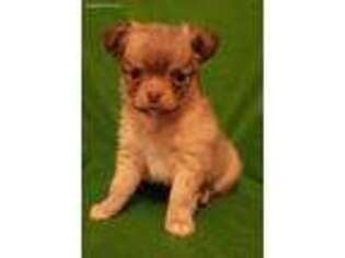 Chihuahua Puppy for sale in Ocala, FL, USA