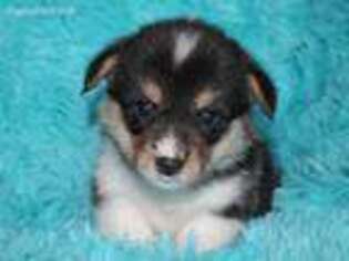 Pembroke Welsh Corgi Puppy for sale in Dittmer, MO, USA