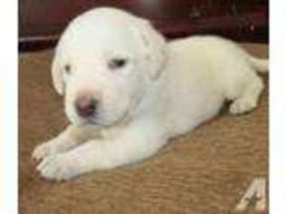 Labrador Retriever Puppy for sale in FAIRFIELD, CA, USA