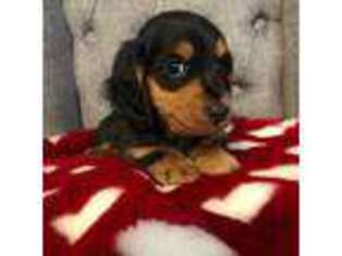 Dachshund Puppy for sale in Plum, PA, USA