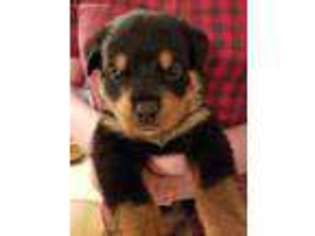 Rottweiler Puppy for sale in Unionville, TN, USA