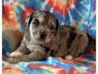 Mutt Puppy for sale in Melbourne, AR, USA