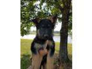 German Shepherd Dog Puppy for sale in Pine Mountain, GA, USA