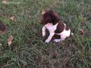 German Shorthaired Pointer Puppy for sale in Macon, MS, USA