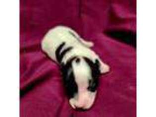 Papillon Puppy for sale in Neosho, MO, USA
