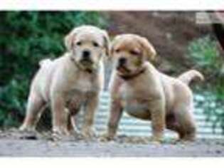 Labrador Retriever Puppy for sale in Stockton, CA, USA