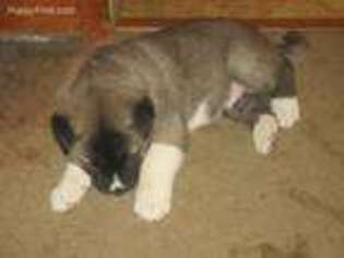 Akita Puppy for sale in South Haven, MI, USA