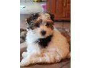 Biewer Terrier Puppy for sale in Larrabee, IA, USA