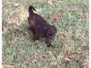Labradoodle Puppy for sale in Murray, KY, USA