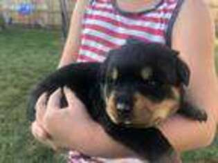 Rottweiler Puppy for sale in Des Plaines, IL, USA