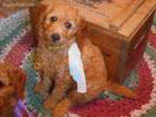 Goldendoodle Puppy for sale in Millerstown, PA, USA